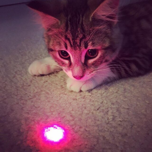 cat laser pointer