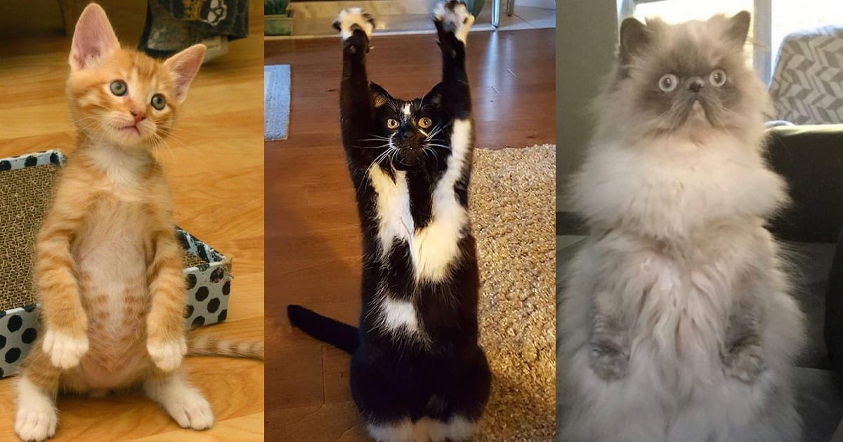 Cats Standing Up Will Make You Fall Down Laughing