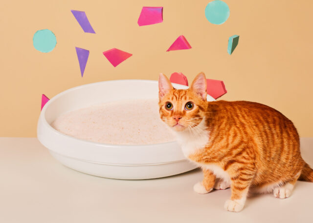 Colorful Cat Litter