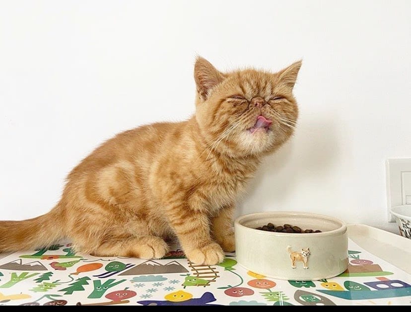cat cover food bowl