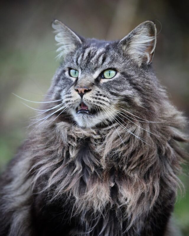 Louis Wildlife, A Cat Of The Earth Who Wants Us All To Care About The ...