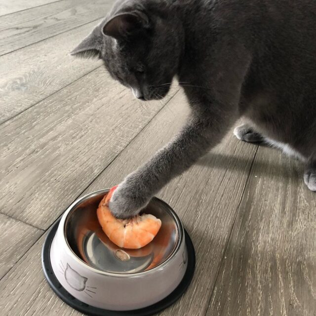 cat scratching food