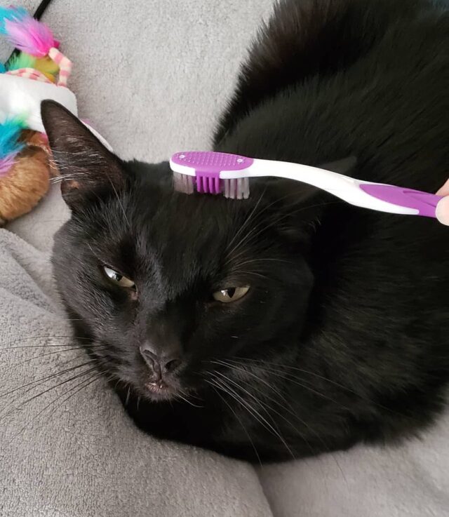 Do Cats Really Think Of Their Moms When We Toothbrush Groom Them?