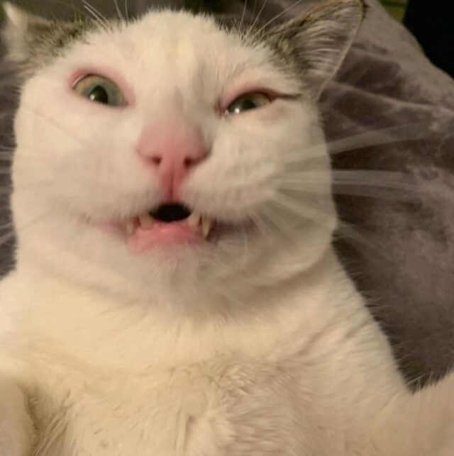 Unflattering Cat Photo Challenge Proves Even The Worst Picture Of A Cat ...