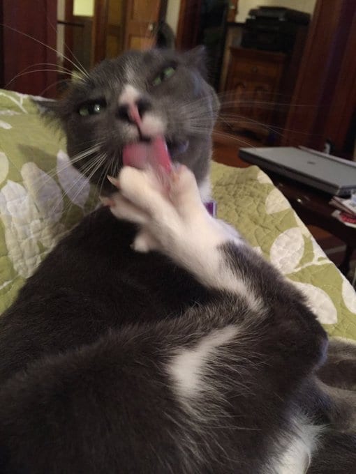 Unflattering pictures of cats