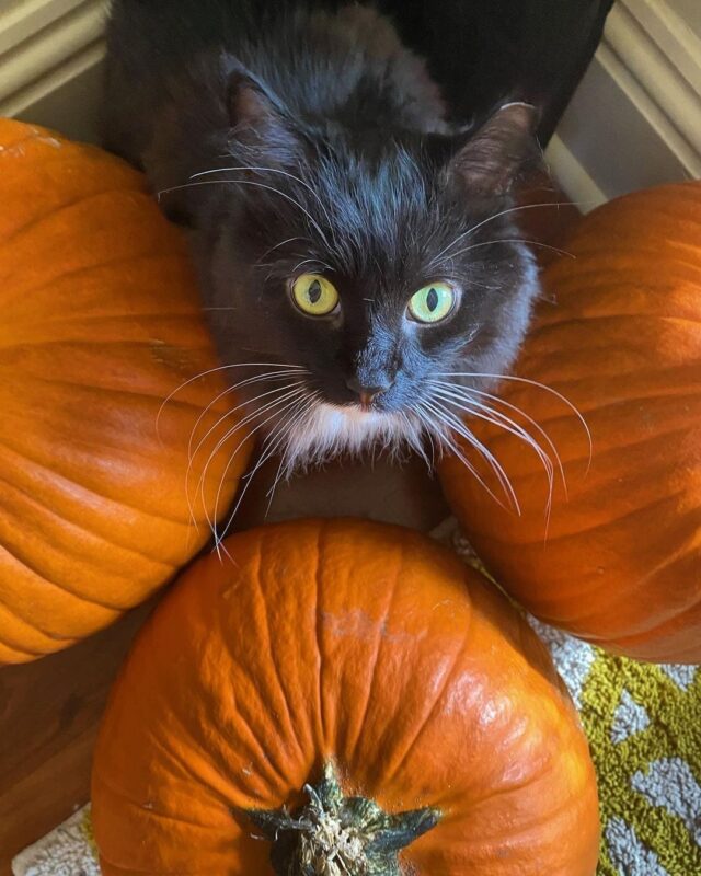 Just Some Cute Cats Chilling With Pumpkins For The Spooky Season