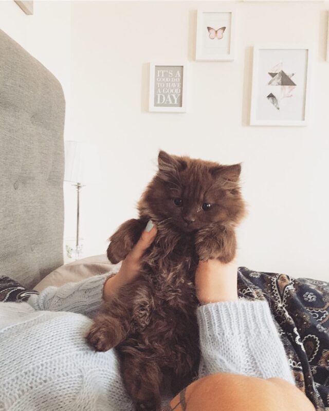 Kitten with shop teddy bear