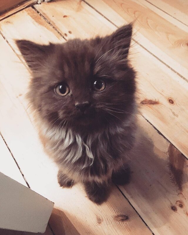 Teddy Bear Kitten Grows Into Cuddly Big Bear Cat