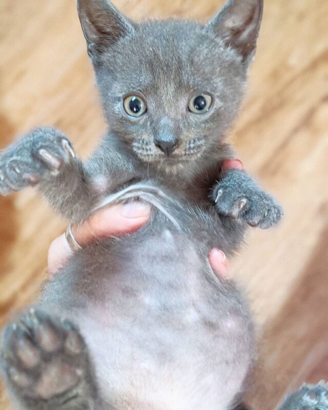 These Big Round Kitten Bellies Come Courtesy Of Fostering Magic