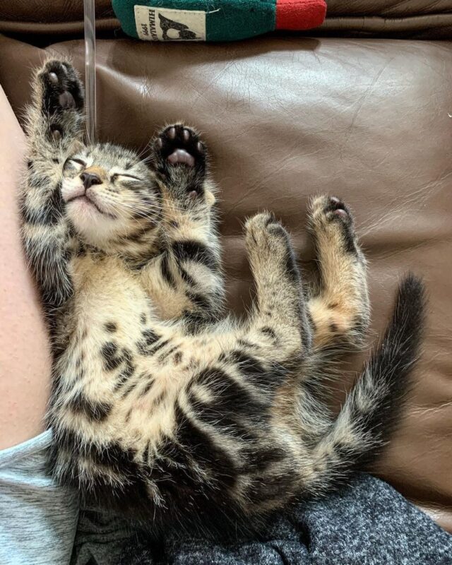 kitten tummy