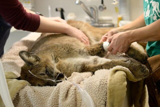 Starving Cougar Hunting “Place To Die” Wanders Into Animal Rescue ...