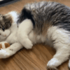 FREE Chubby The Mouse Kitty- Interactive Toy - Image 3