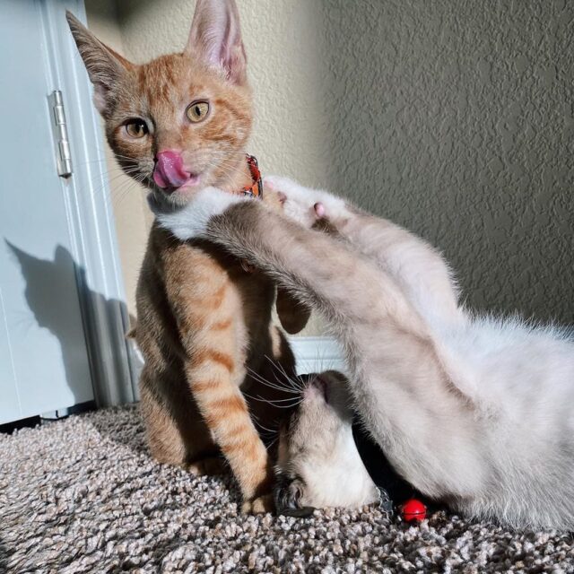 Play Fight Or Real Cat Fight How To Spot The Difference 