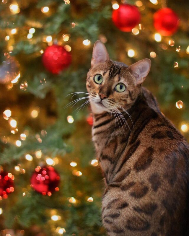 keep cats out of christmas tree
