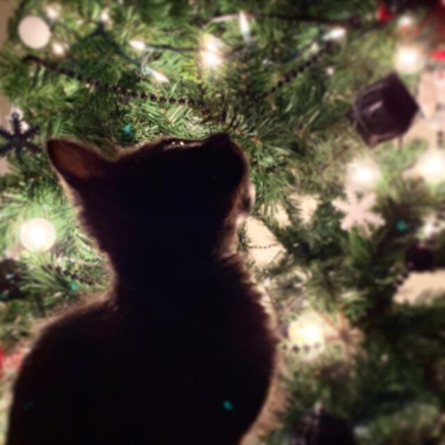 christmas tree cat safety