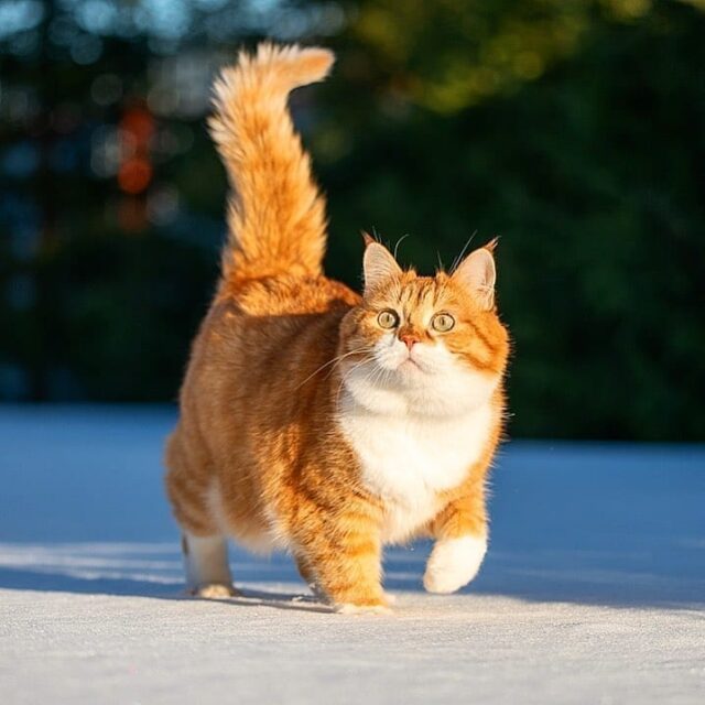 ginger munchkin cats