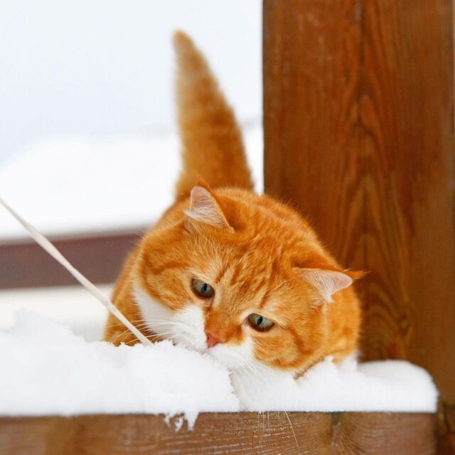 funny cats in snow