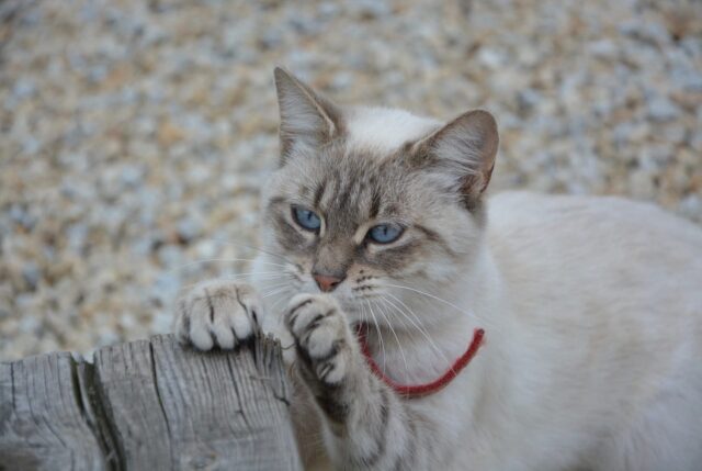 clipping cat's claws