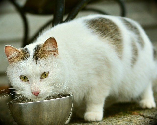 how to make homemade cat food