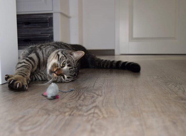 clipping cat's nails