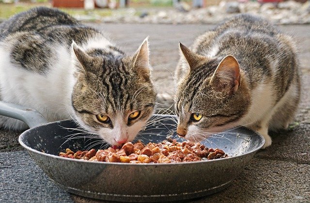 homemade cat food recipe