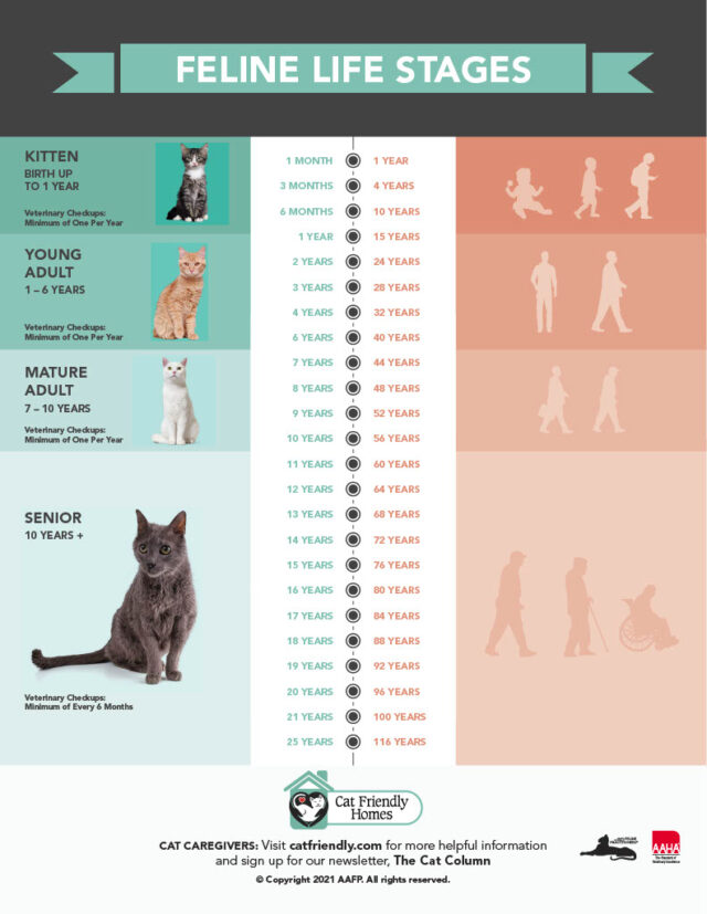 cat age chart