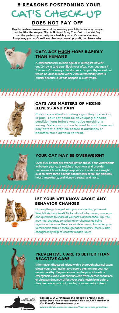 cat life stages