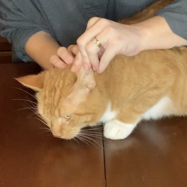 cómo limpiar las orejas de los gatos