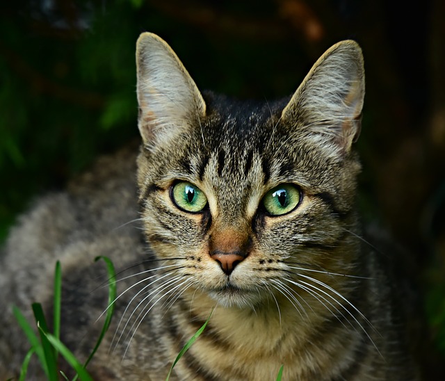 orejas de gato