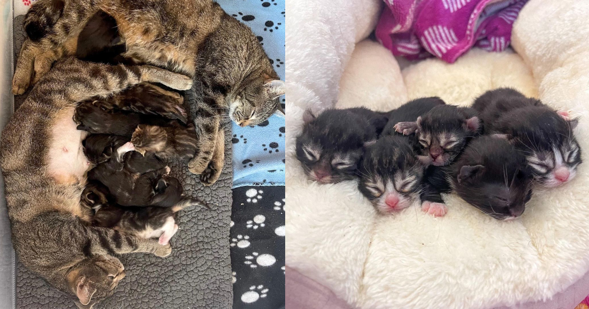 Two Pregnant Stray Cats Share Bond And Babies, Living As One Big Family