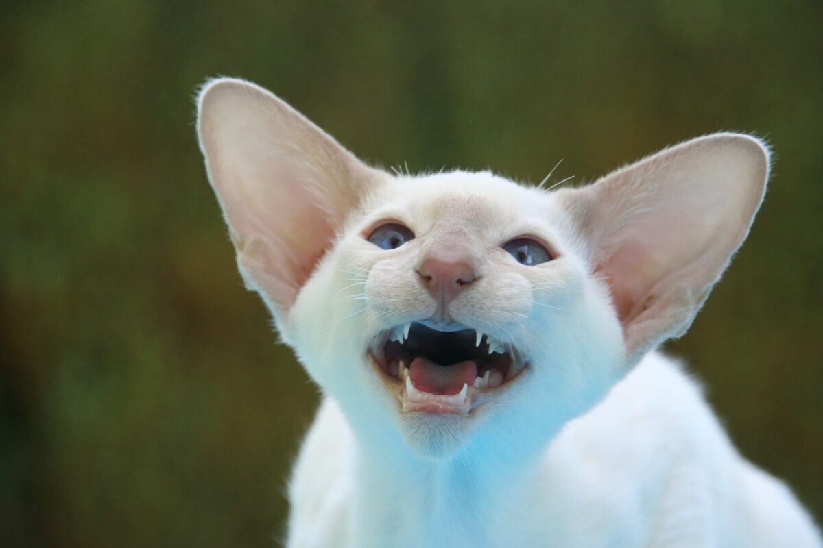 A Siamese cat sitting upright with their mouth open as if vocalizing toward someone nearby.