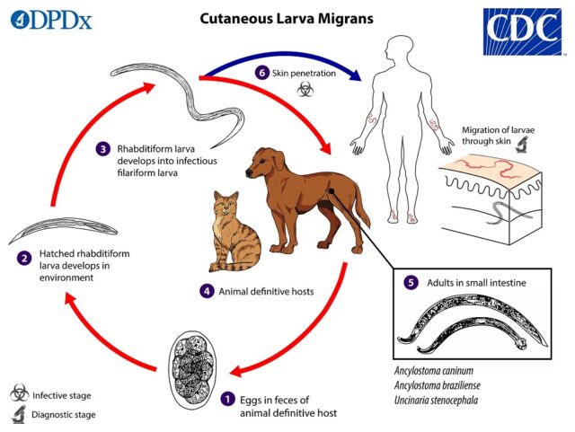 CLM LifeCycle 19 e1617923975210