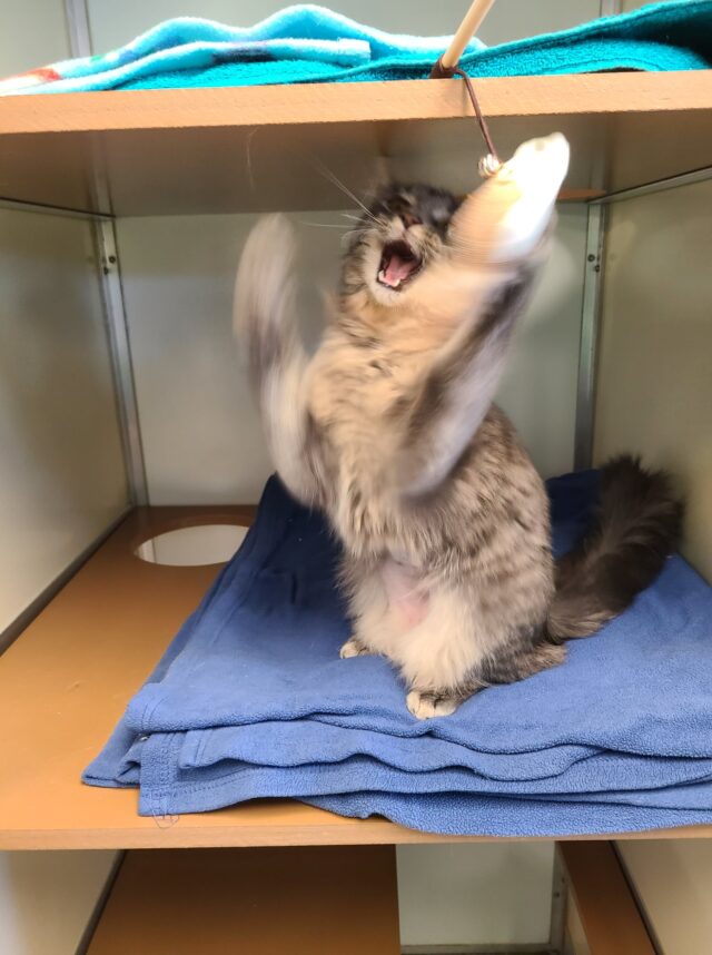 Adoptable Cat High-Fives Toy