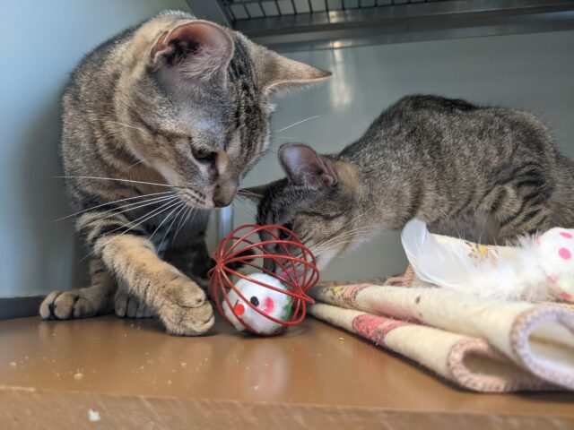 Cat siblings playing with iHeartCats toys