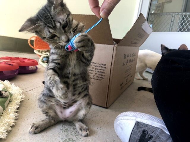 Cat Standing up for National High-Five Day