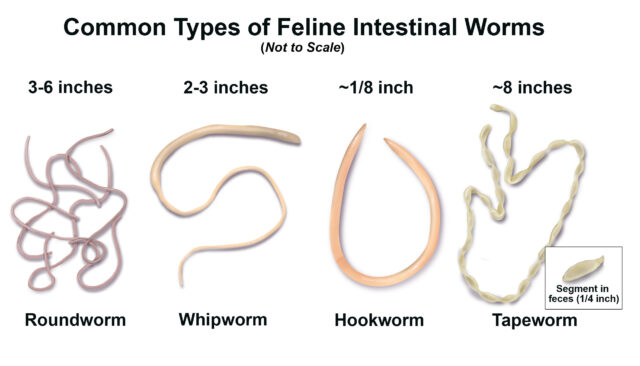 Common Types of Intestinal Worms 0 e1617923045192