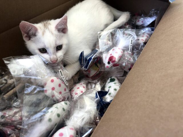 Kitten with National High-Five Day donations