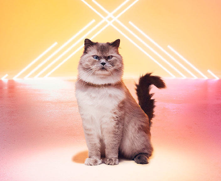 Meow mix outlet commercial