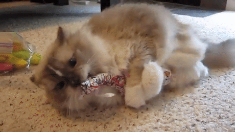Ragdoll kitty kicks Yeowww Fish toy rCatKicks Imgur