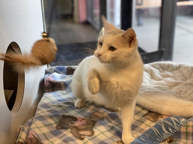 Shelter Cat Playing with iHeartCats toy