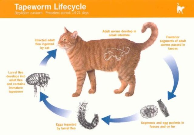 tapeworm symptoms cats
