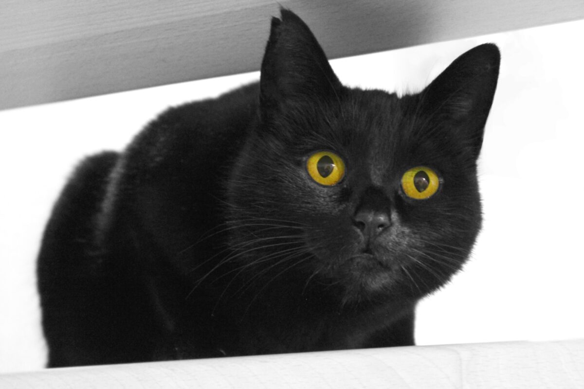 A social Bombay Cat walking toward a bathroom doorway while staying close to their human.
