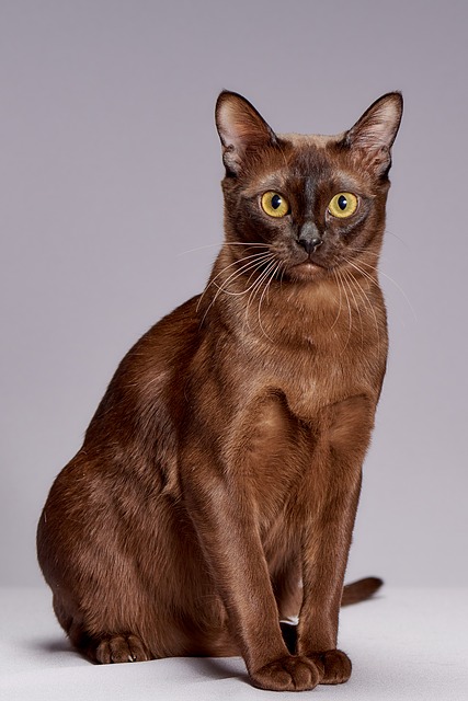 cat breeds doglike personalities