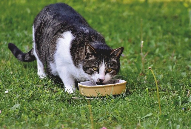 The Primordial Pouch: A Fancy Term For Cats' Saggy Bellies