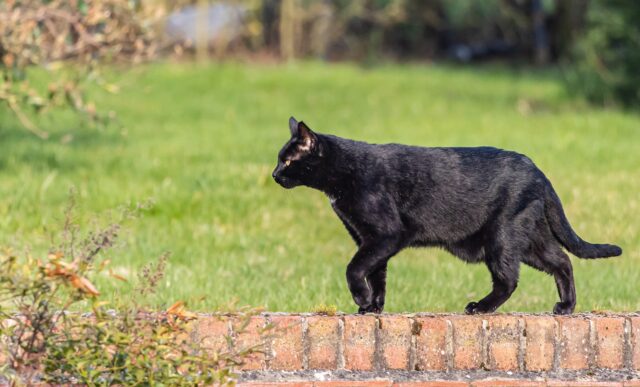 primordial pouch cat 