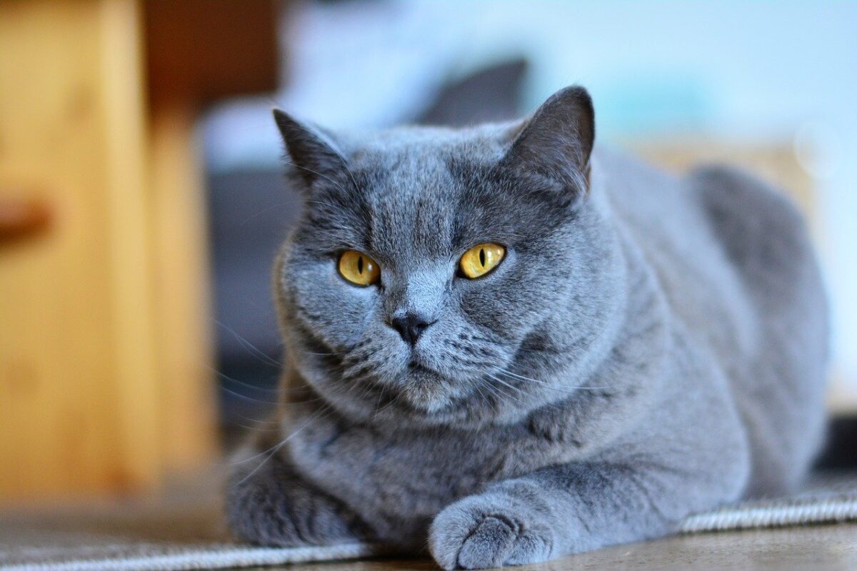 A Chartreux Cat sitting quietly on a chair with its blue-gray coat and attentive golden eyes visible.