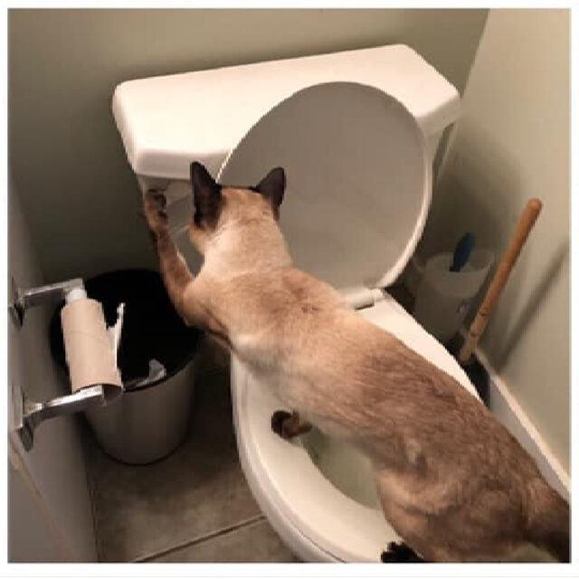 Cat With Compulsion For Flushing Can't Keep His Paws Off The Toilet