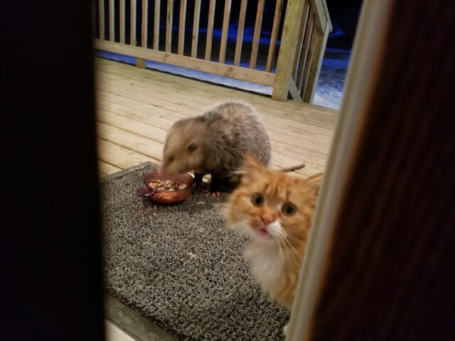 Expressive Cat Does NOT Want To Share His Dinner With An Opossum