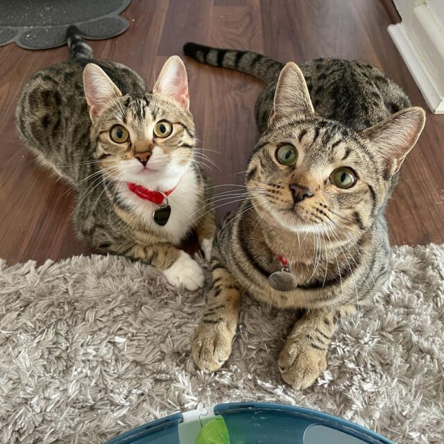 How important is it to have two cats? : r/CatAdvice