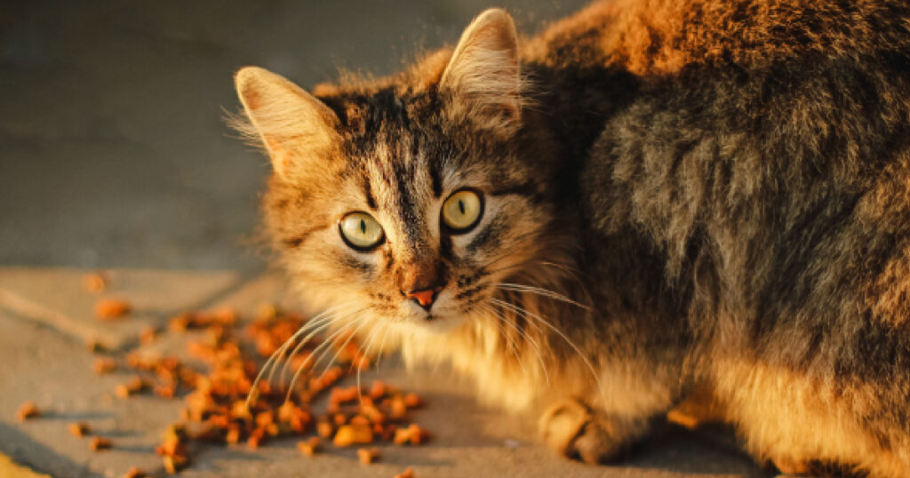 recall-alert-natural-cat-food-formula-may-be-infected-with-salmonella